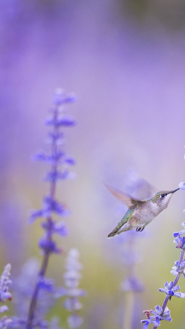 Ptaszek pijący naktar z kwiatów