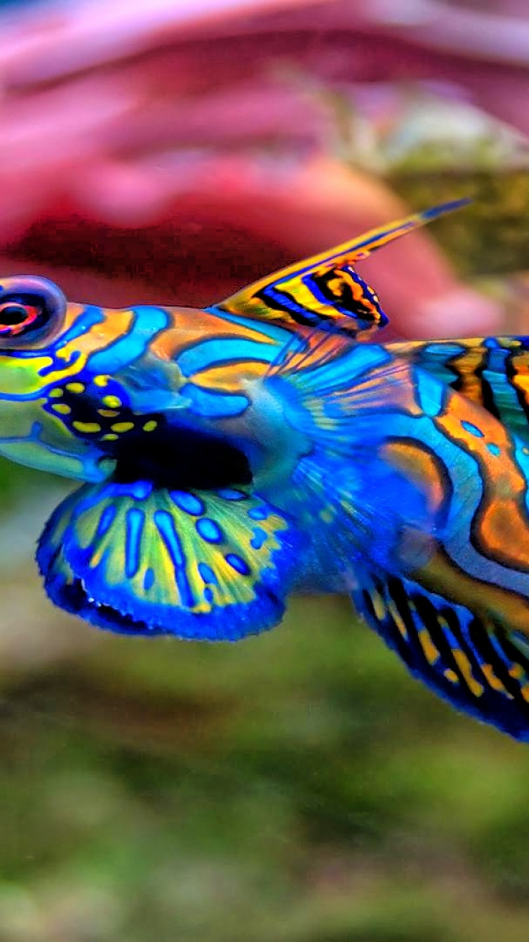 fish mandarinfish