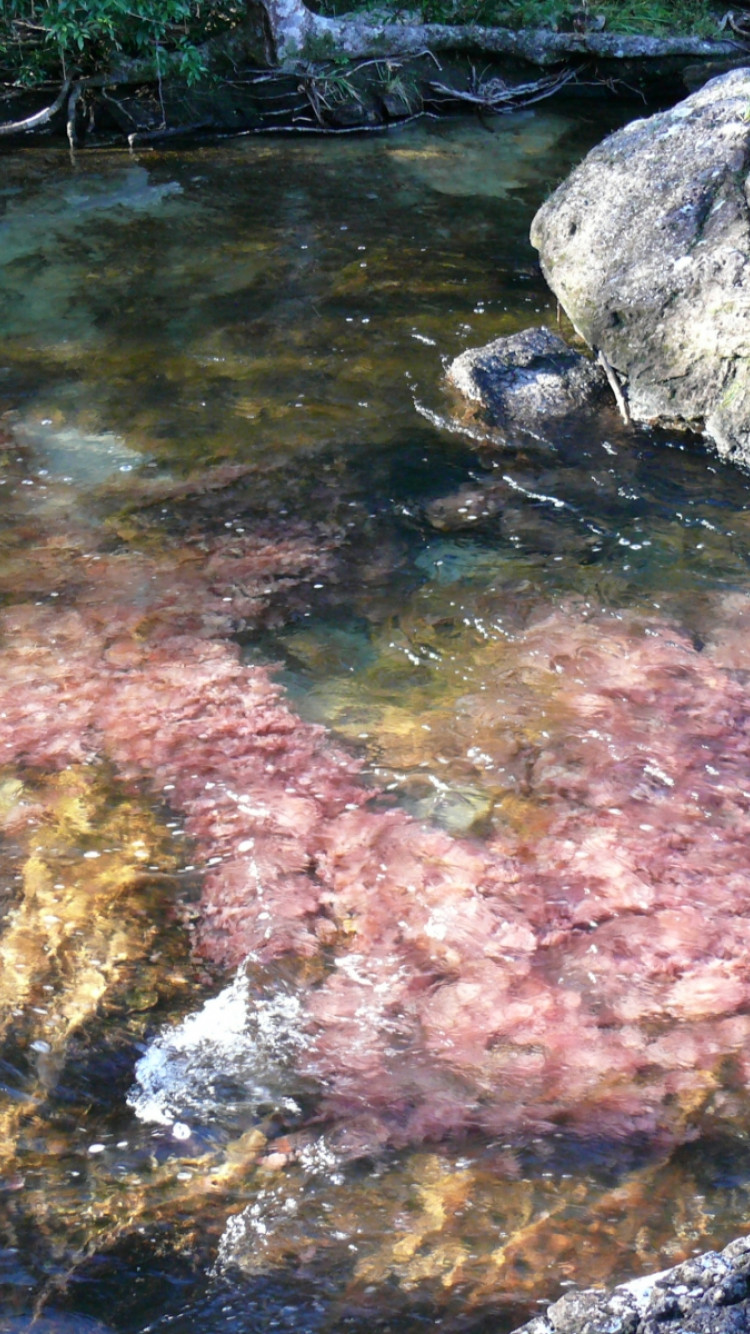 Caño Cristales