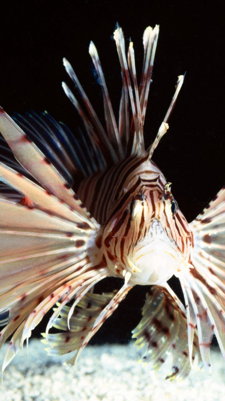 Red Volitans Lionfish, Indo-Pacific.jpg