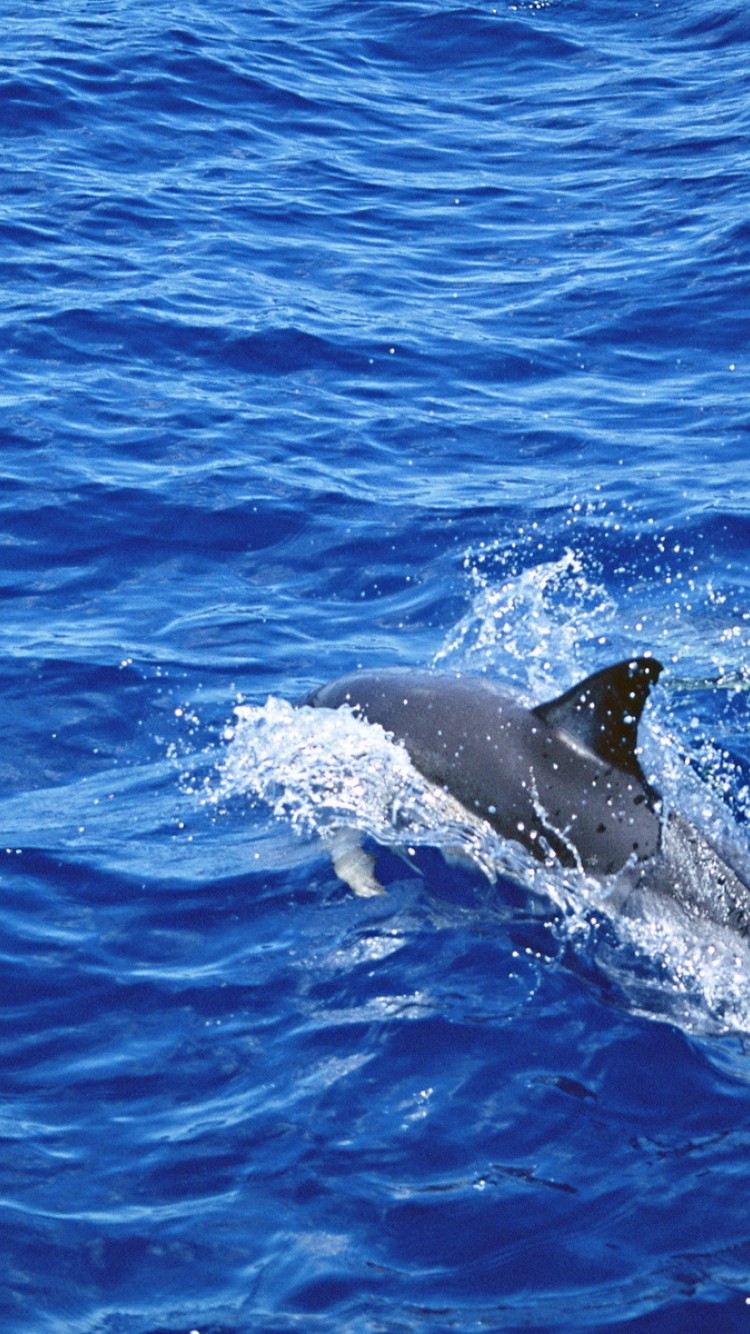 Delfiny tapety 24