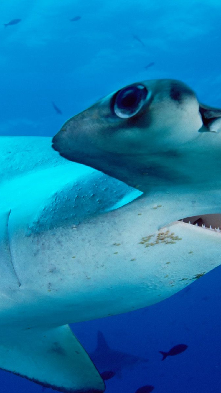 Scalloped Hammerhead.jpg