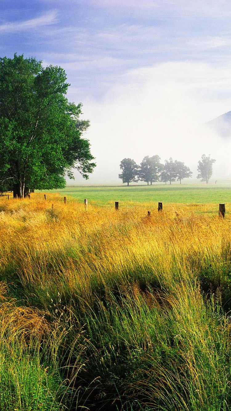 Wispy Field and Single White Oak, Cades Cove, Great Smoky Mountains National Park, Tennessee.jpg
