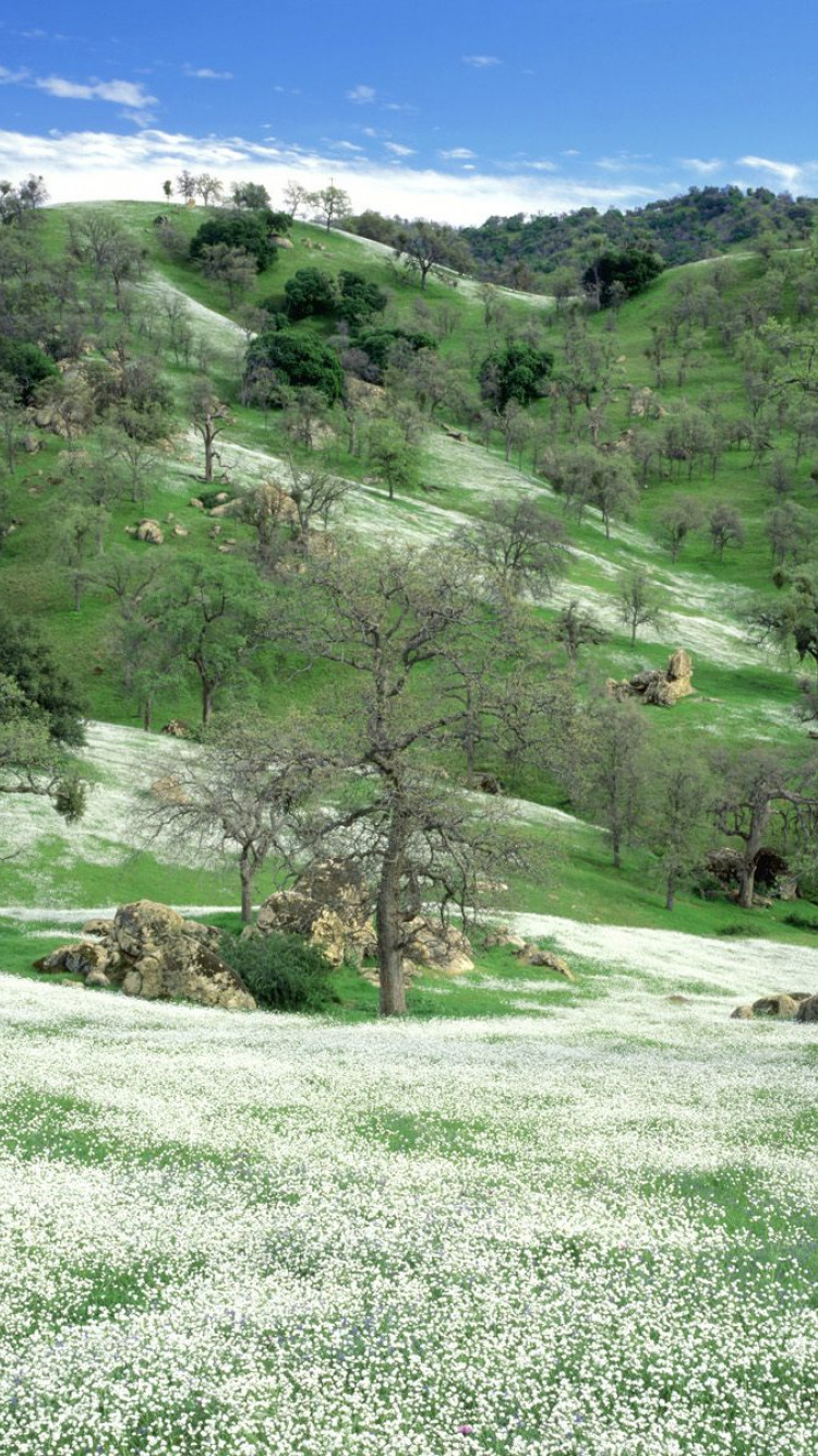 Spring Wildflowers and Oak Covered Hills, Kern County, California.jpg