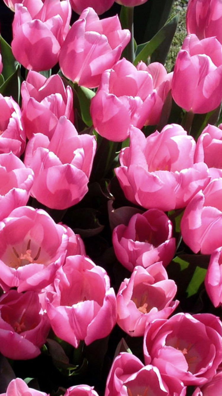 Tulipany (57).jpg