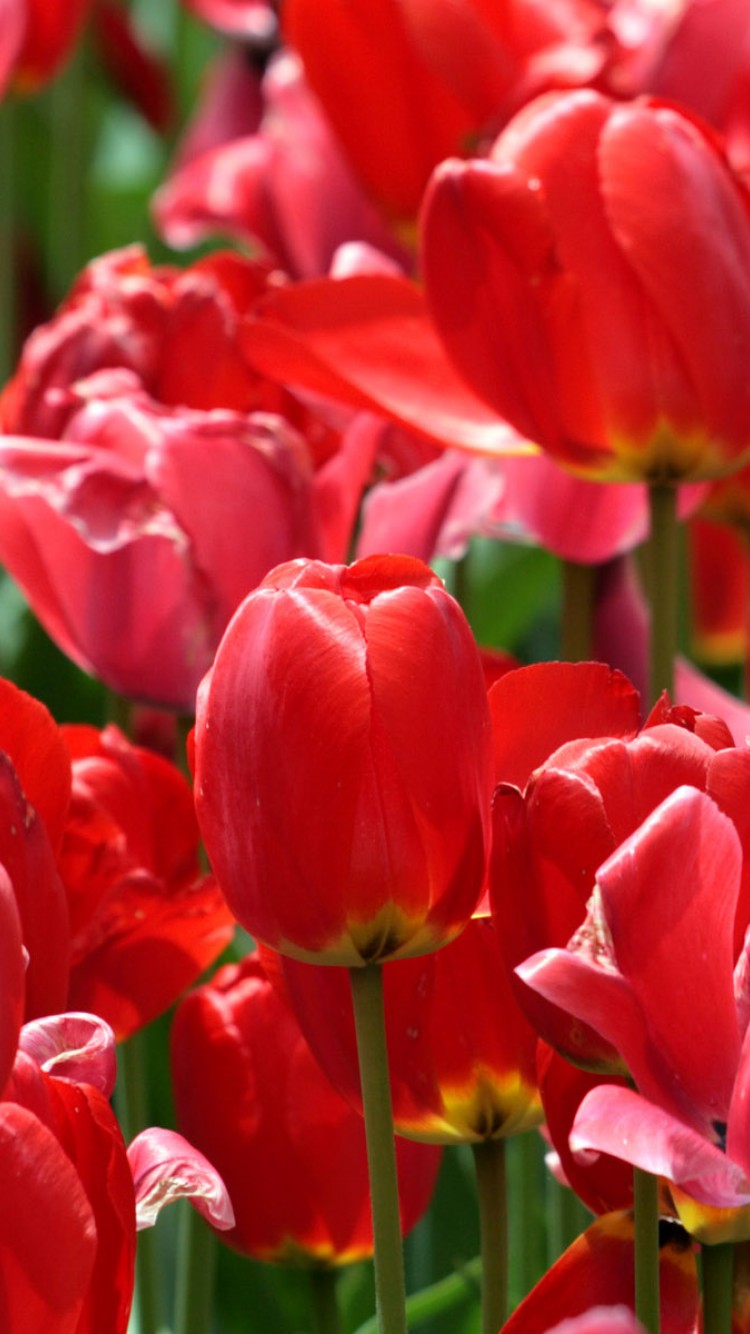 Tulipany (9).jpg