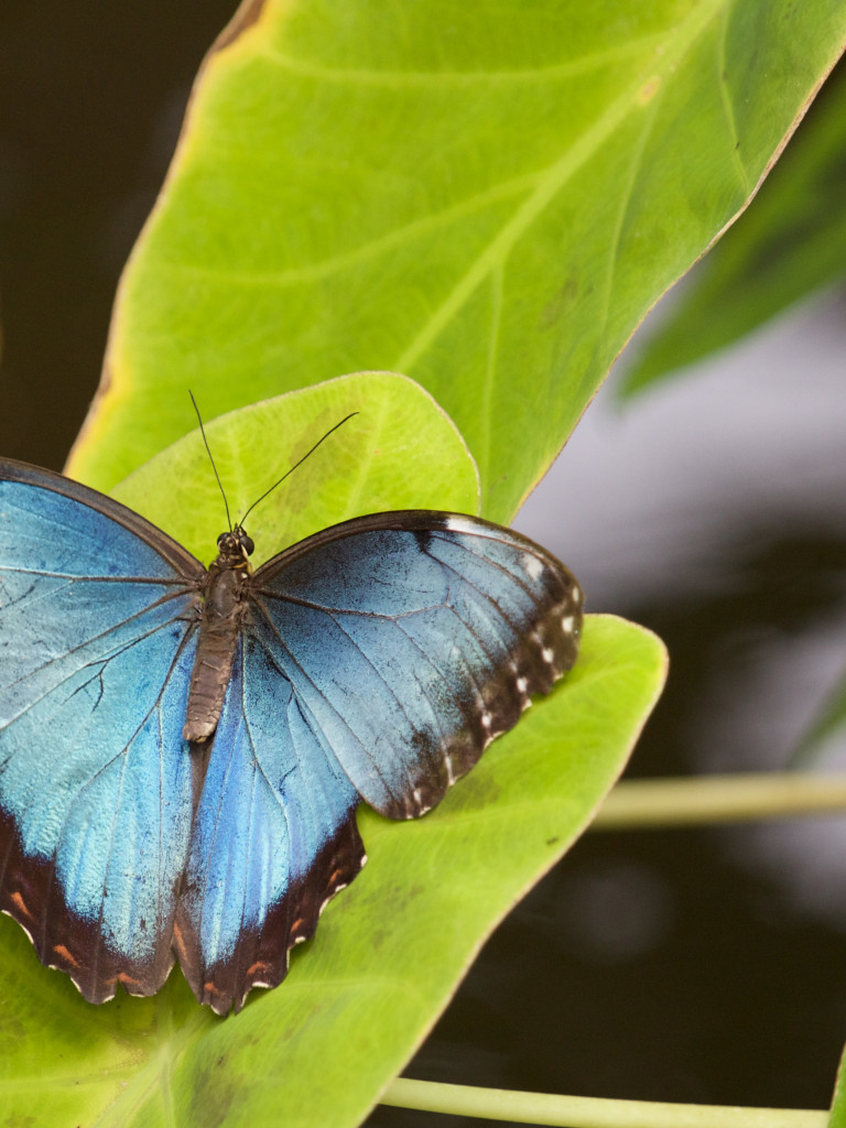 Morpho Menelaus na liściu