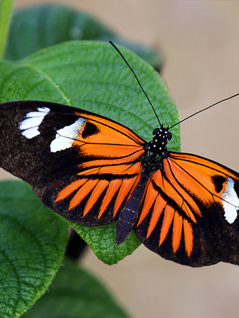 Pomarańczowo czarny motyl