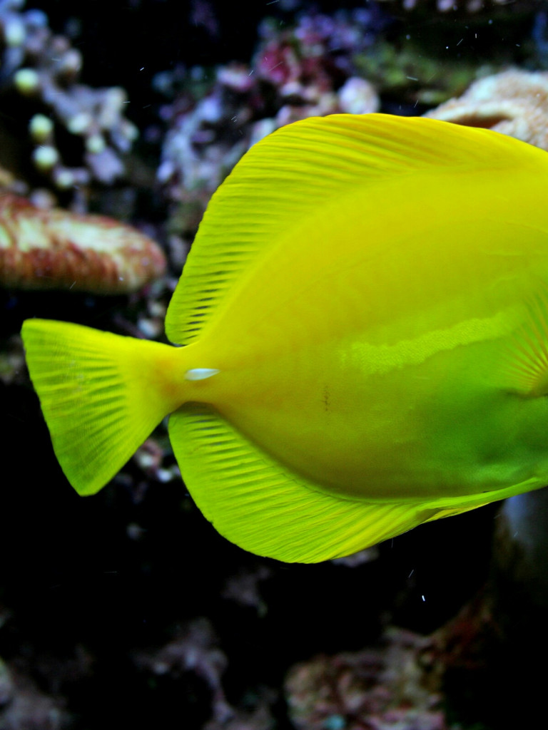 Piękna zielona ryba morska