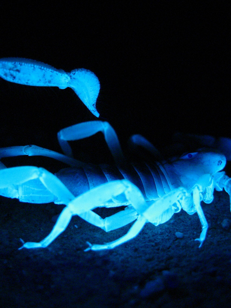 Skorpion w niebiesko-zielonych barwach