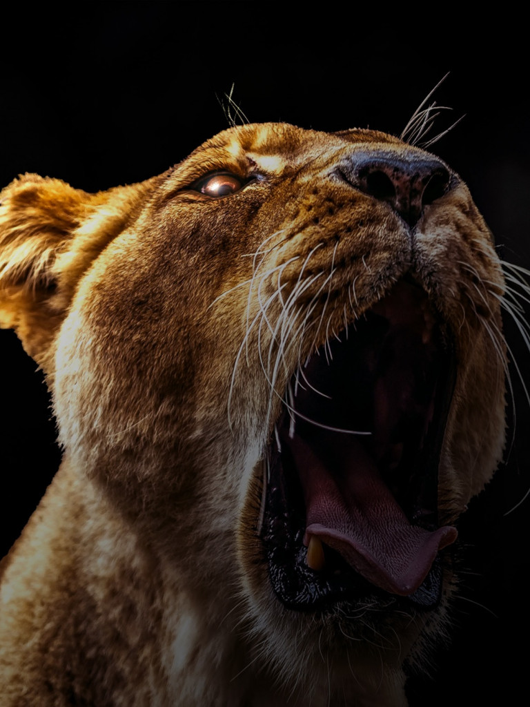Lew, głowa lwa i zęby