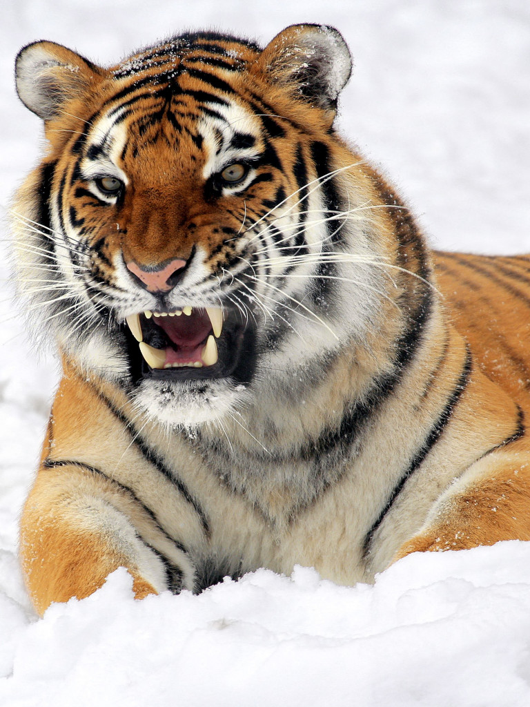 Tygrys, Śnieg, Growling, Zoo