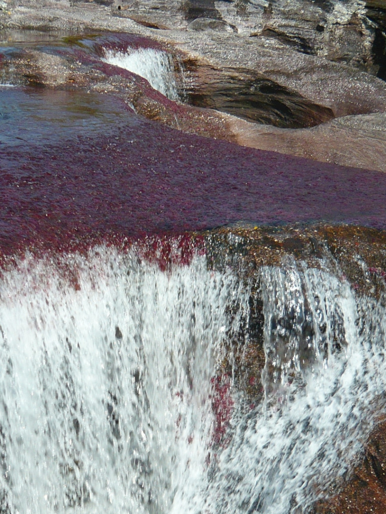 Caño Cristales