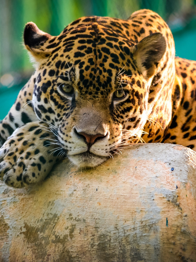 Jaguar (3)