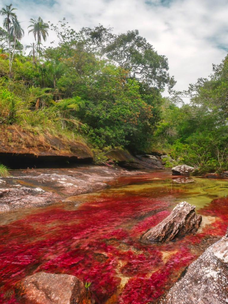 Caño Cristales