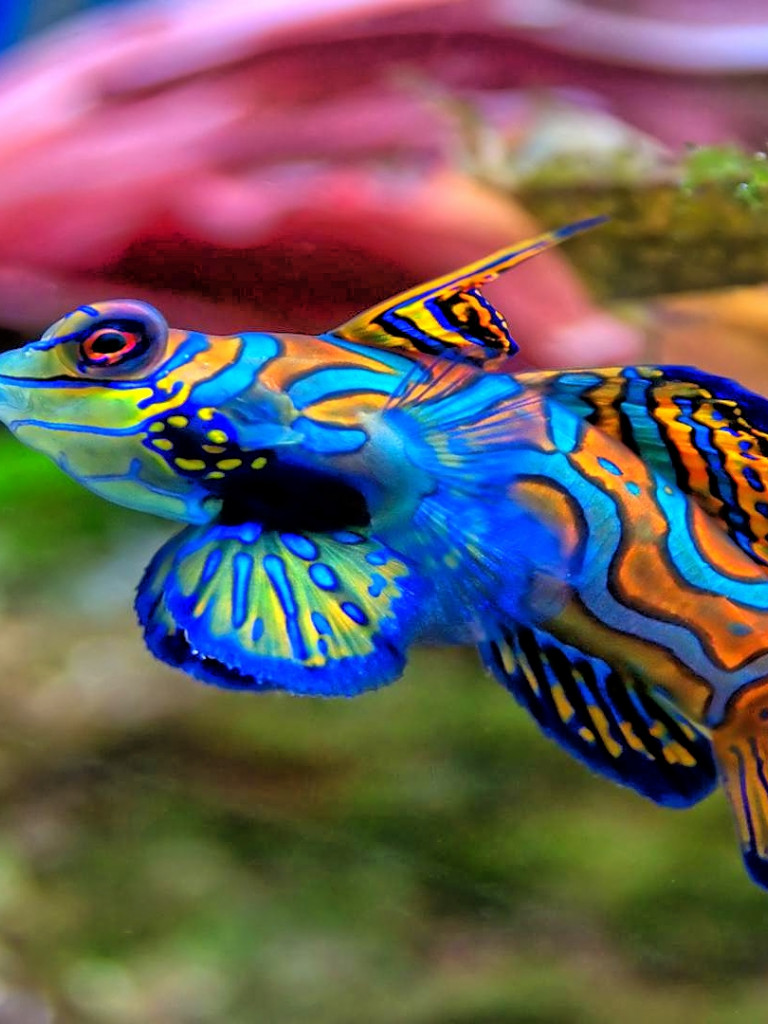 fish mandarinfish