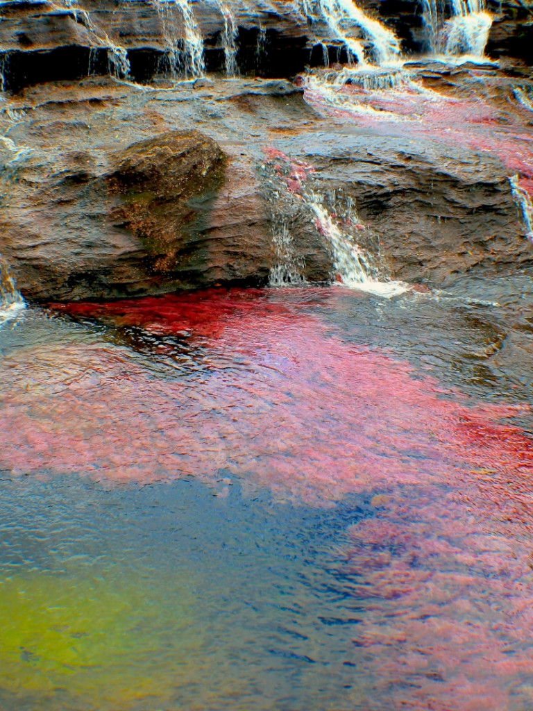 Caño Cristales