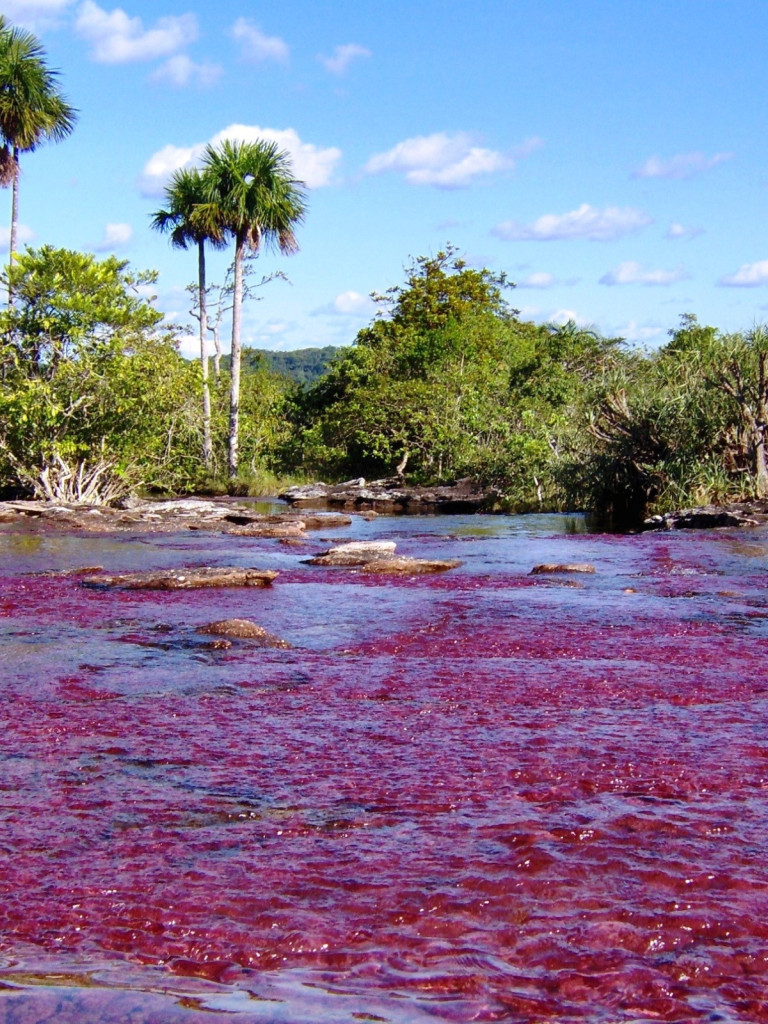 Caño Cristales