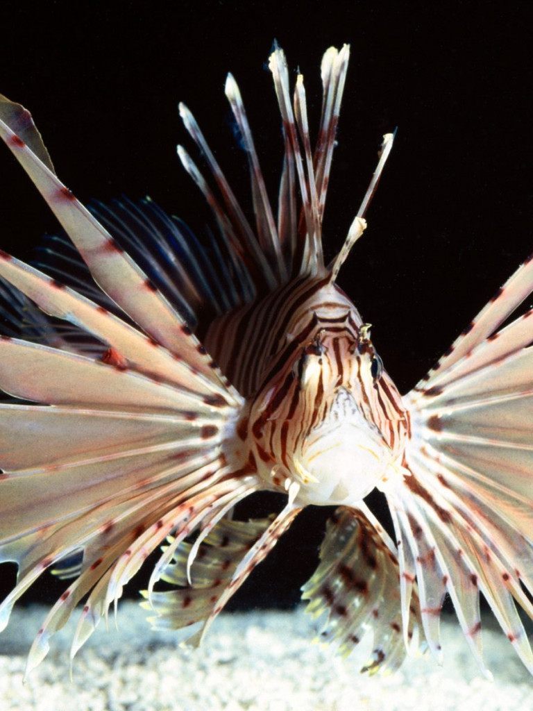 Red Volitans Lionfish, Indo-Pacific.jpg