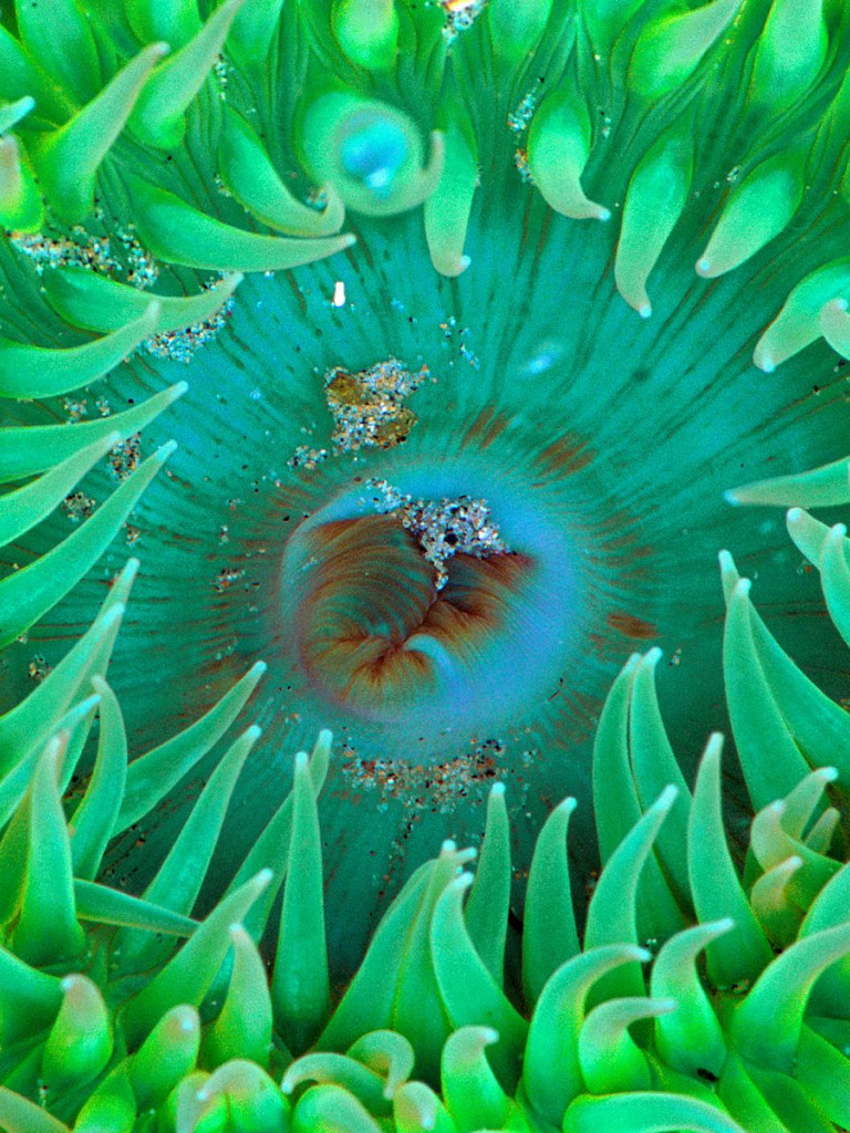 Sea Anemone.jpg