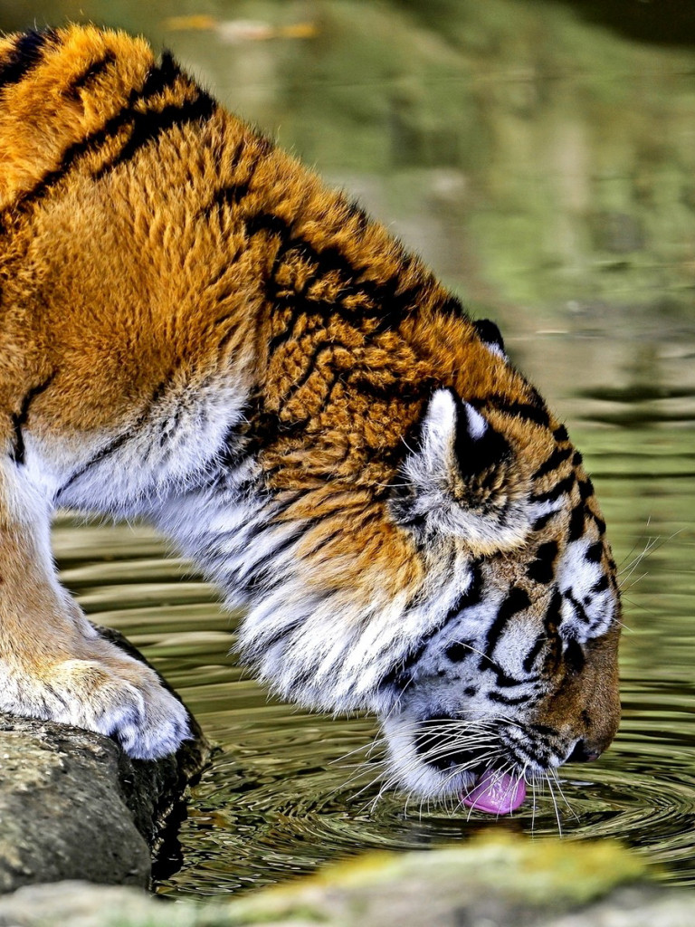Tygrys bengalski