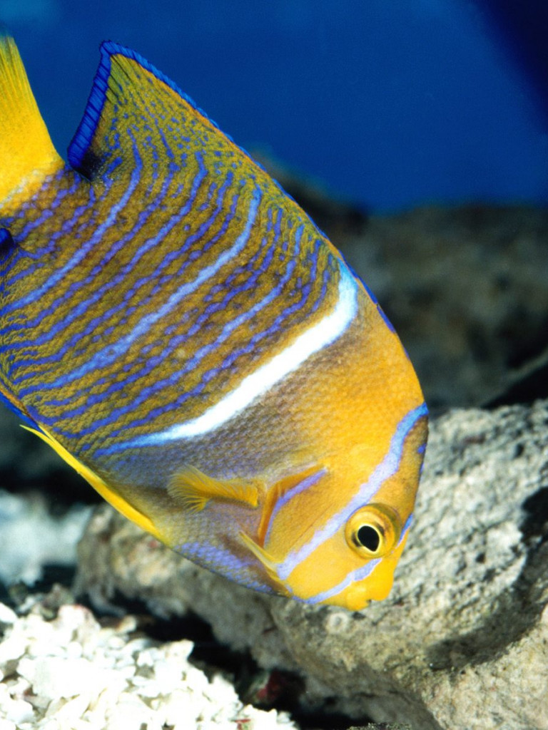 King Angelfish.jpg