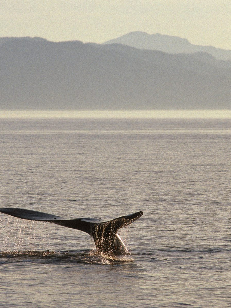 Humpback Whale Tail, Alaska.jpg