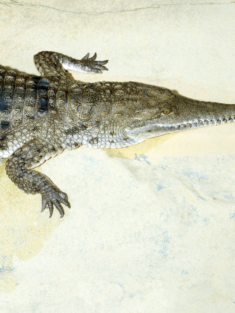 krokodyl (5).jpg