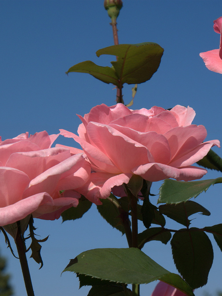 roze (67).jpg