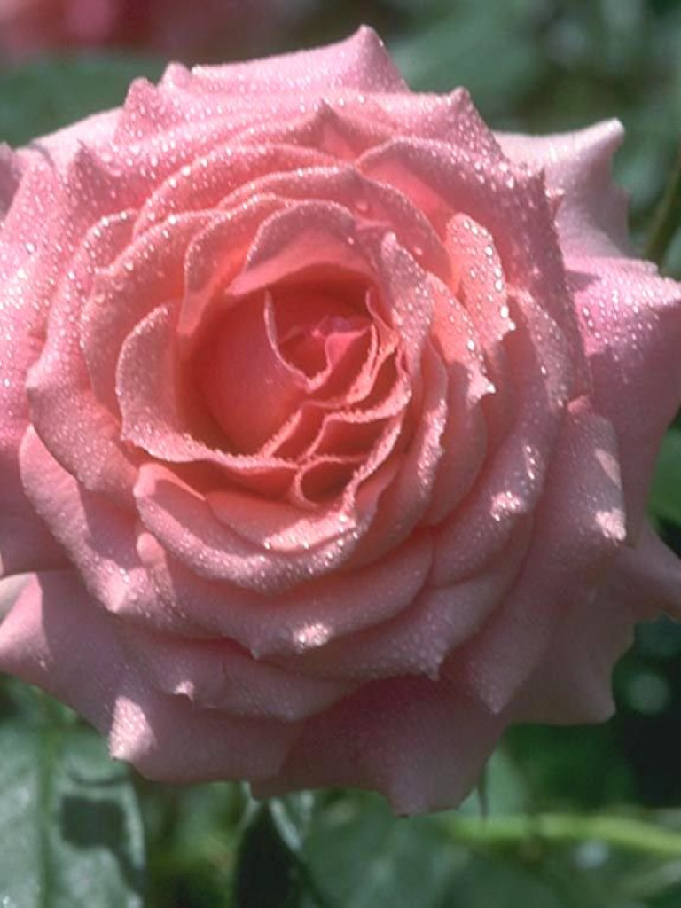 roze (98).jpg