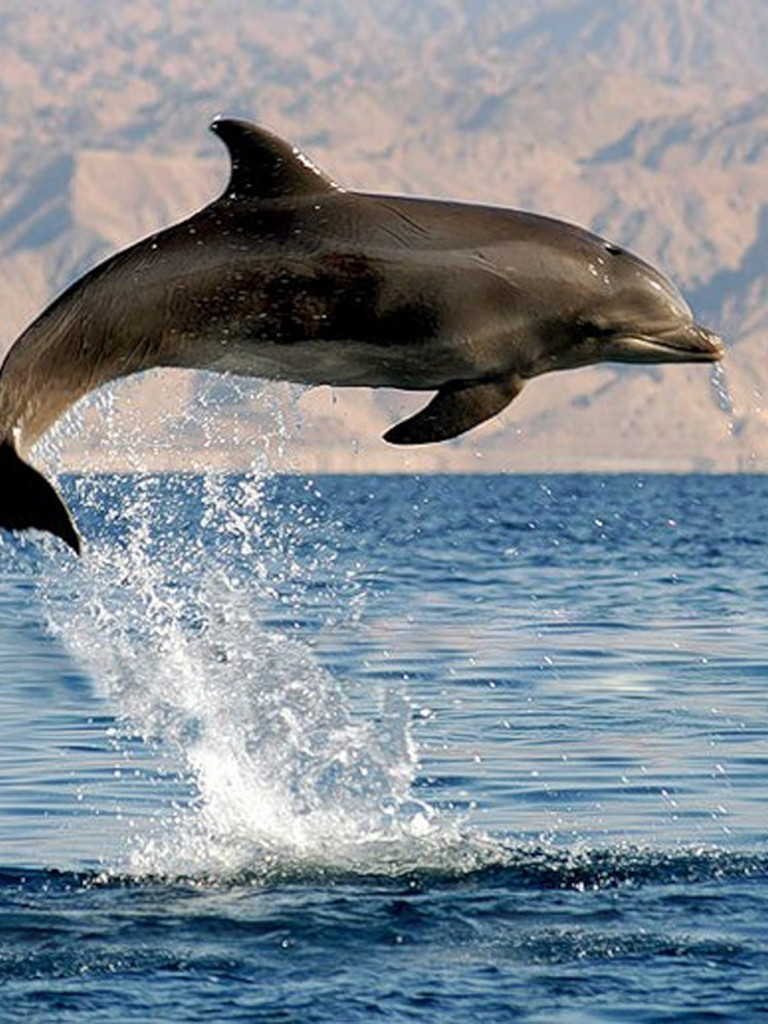 tapety delfiny (24).jpg