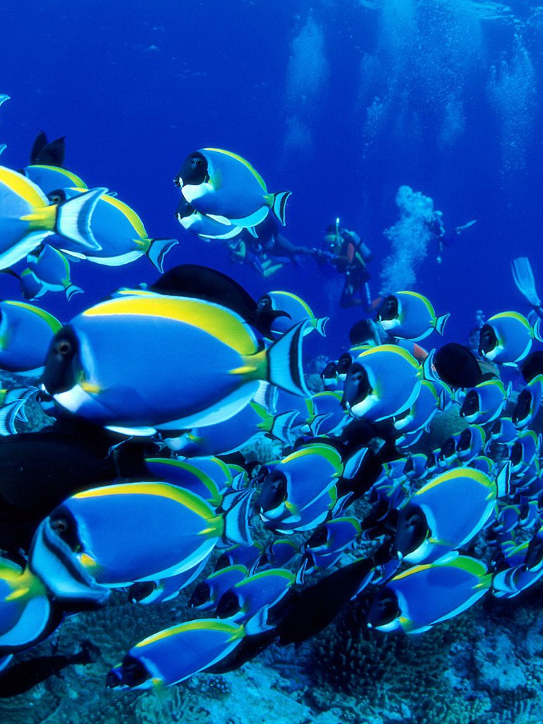 Powder Blue Tangs.jpg