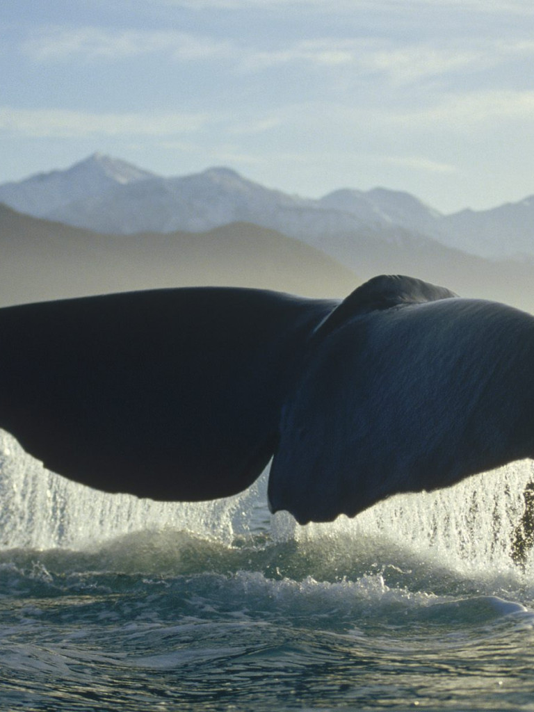 Sperm Whale.jpg