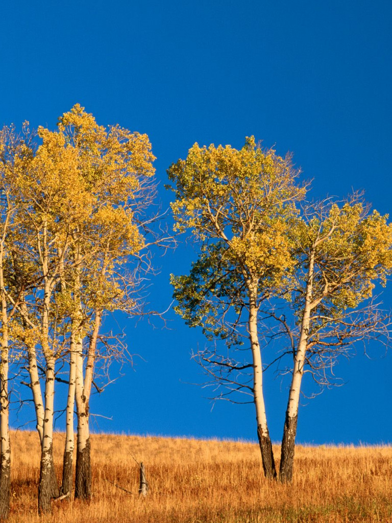 Autumn Aspen Trees and Sunset, Yellowstone National Park, Wyoming.jpg