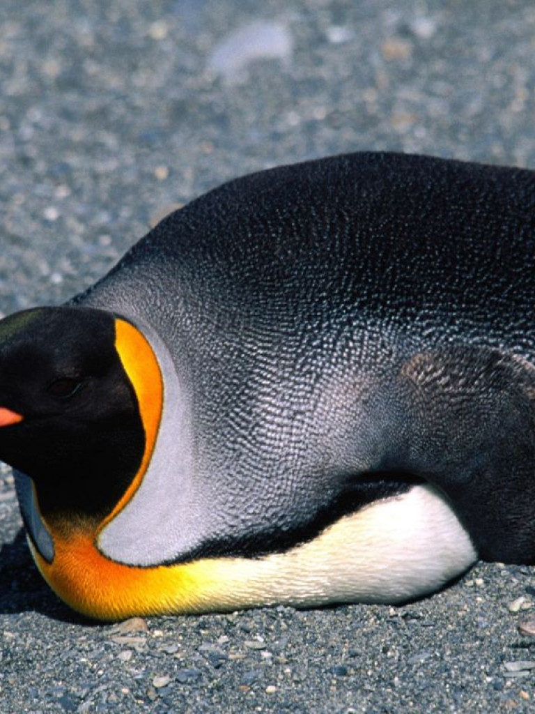 Pingwiny