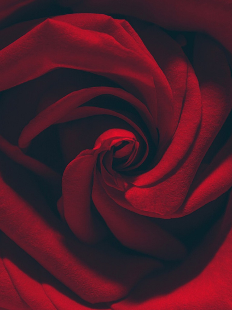 Bordowa róża