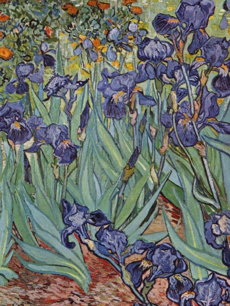 still-life-irises.jpg