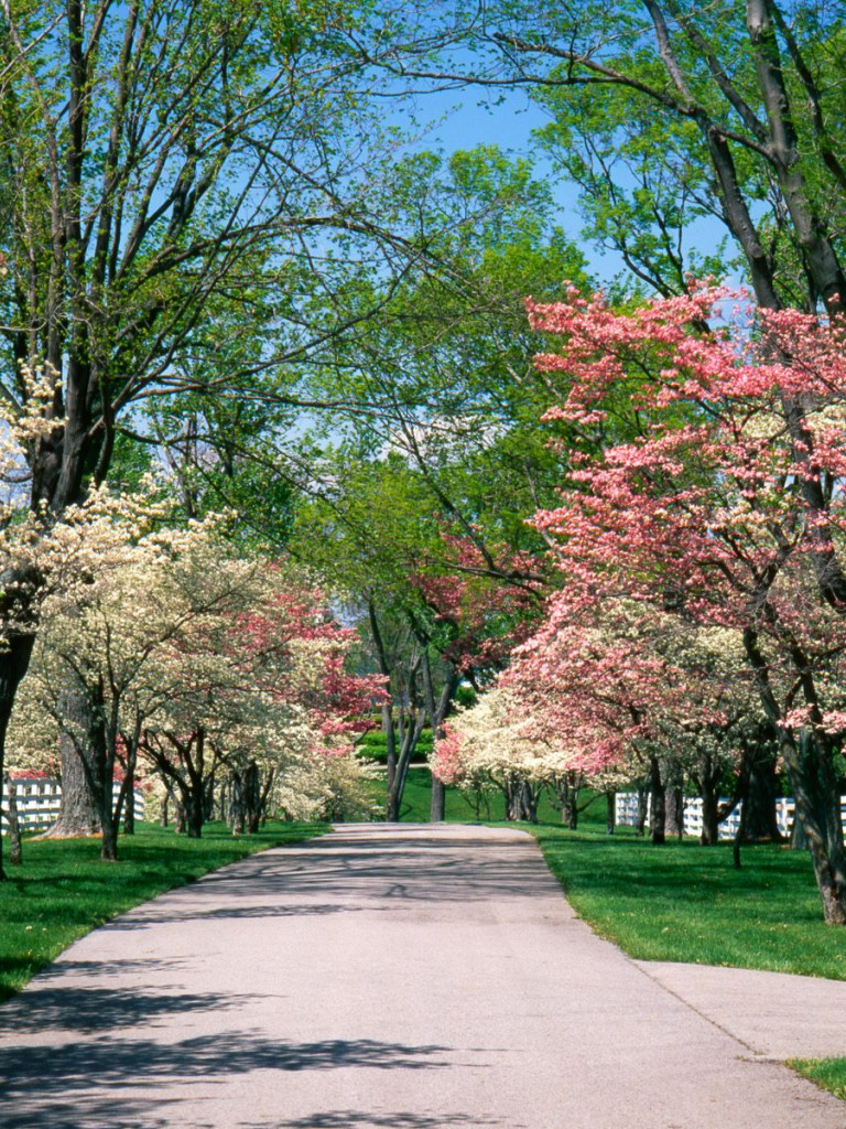 Pink and White Dogwood Trees, Lexington, Kentucky.jpg
