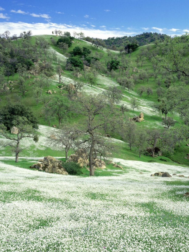 Spring Wildflowers and Oak Covered Hills, Kern County, California.jpg