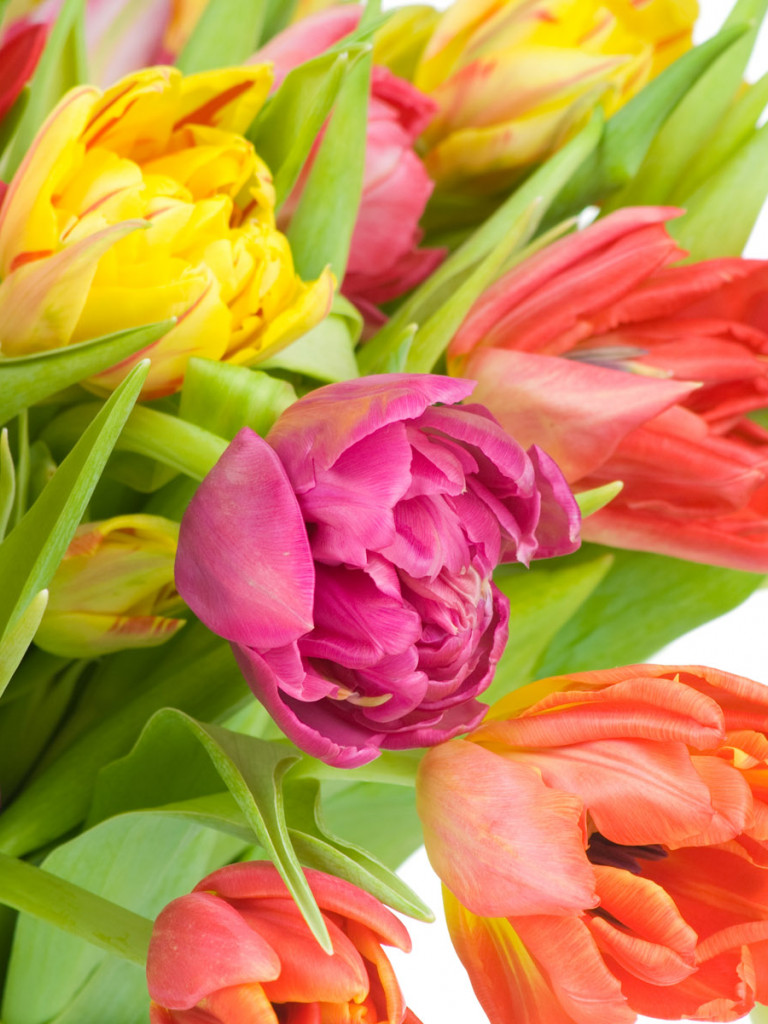 Tulipany (1).jpg