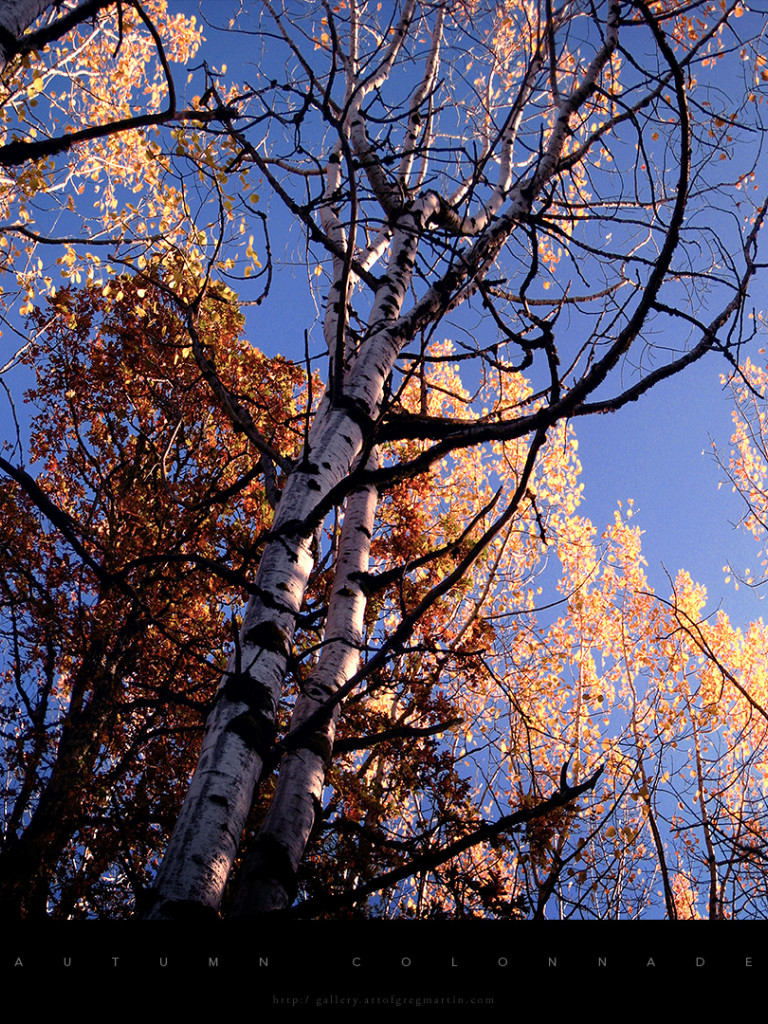 autumnColonnade.jpg