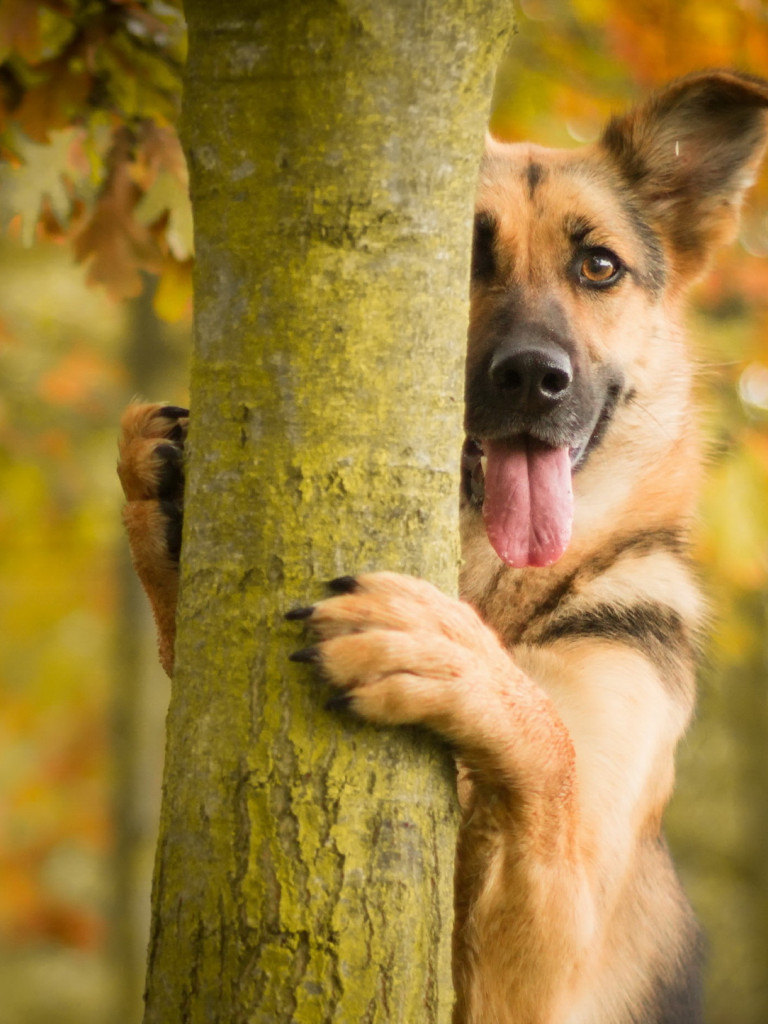 Pies za drzewem