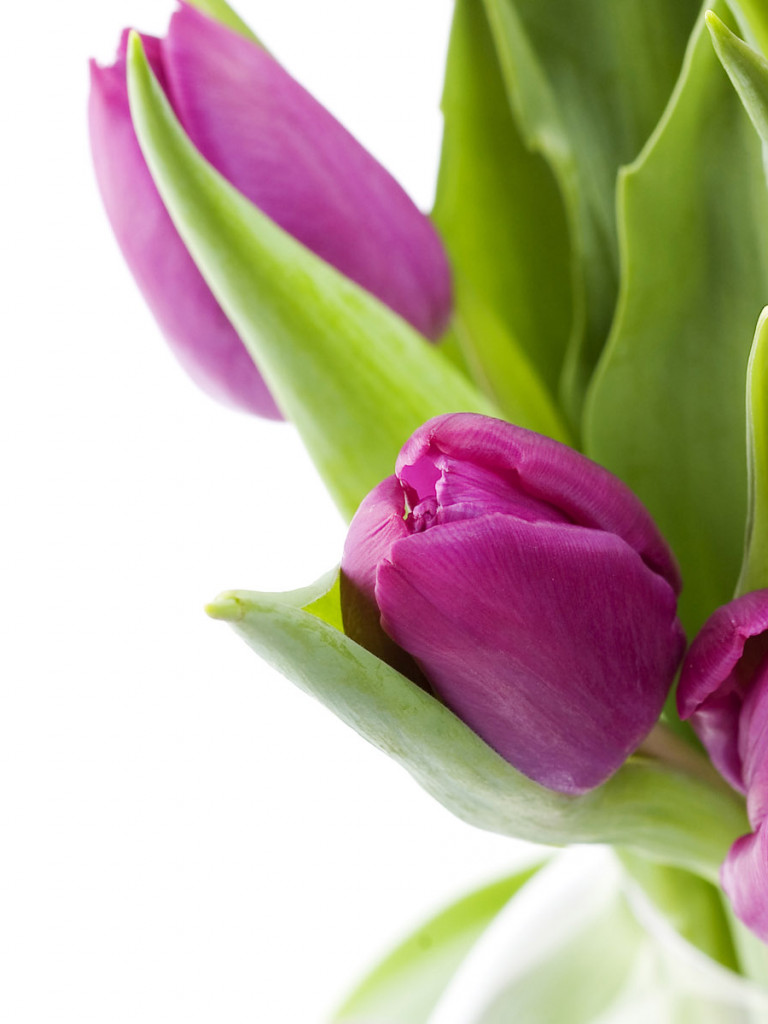 Tulipany (19).jpg