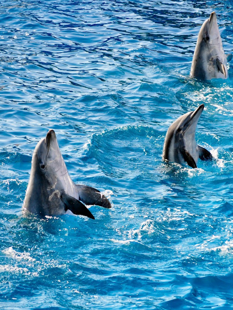 Delfiny tapety 19