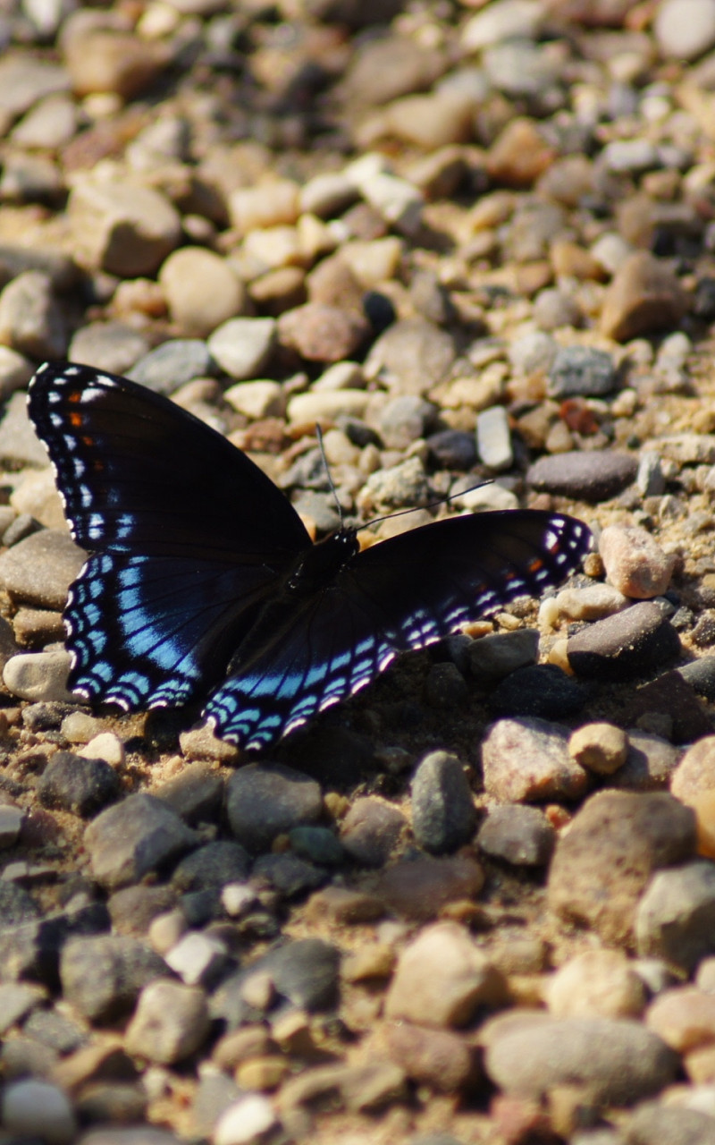 Motyl błękitno-czarny na kamieniach