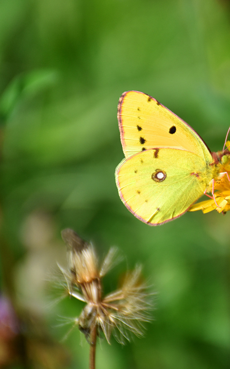 Motyl, Osiem złotych, Colias