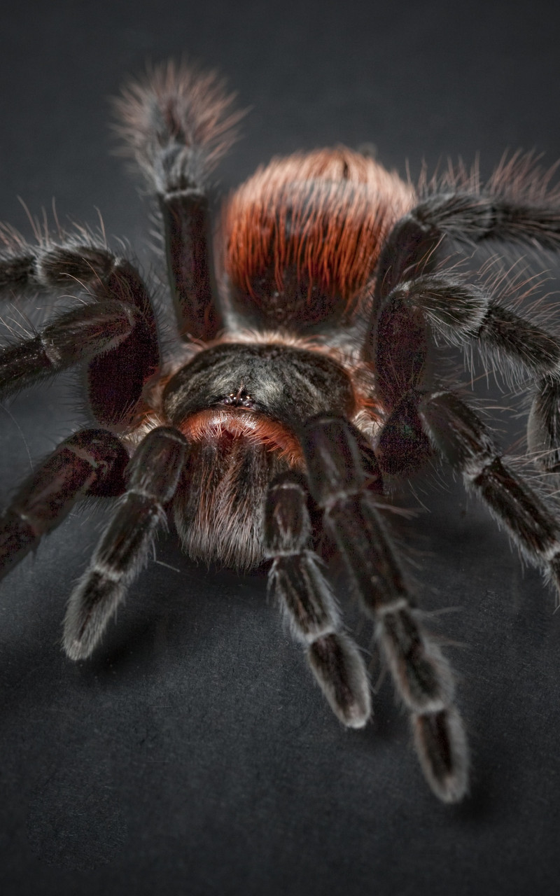 Pająk Tarantula