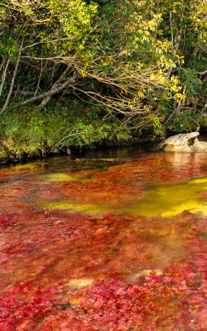 Caño Cristales