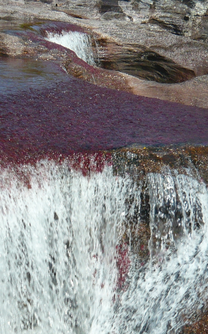 Caño Cristales