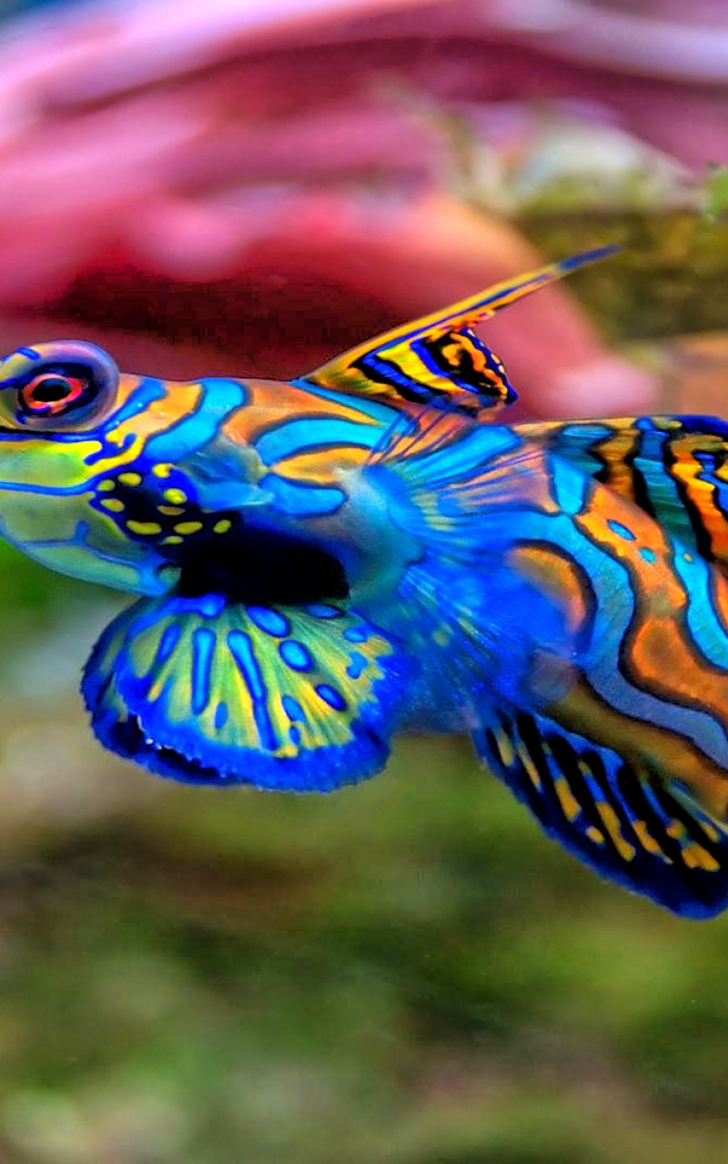 fish mandarinfish